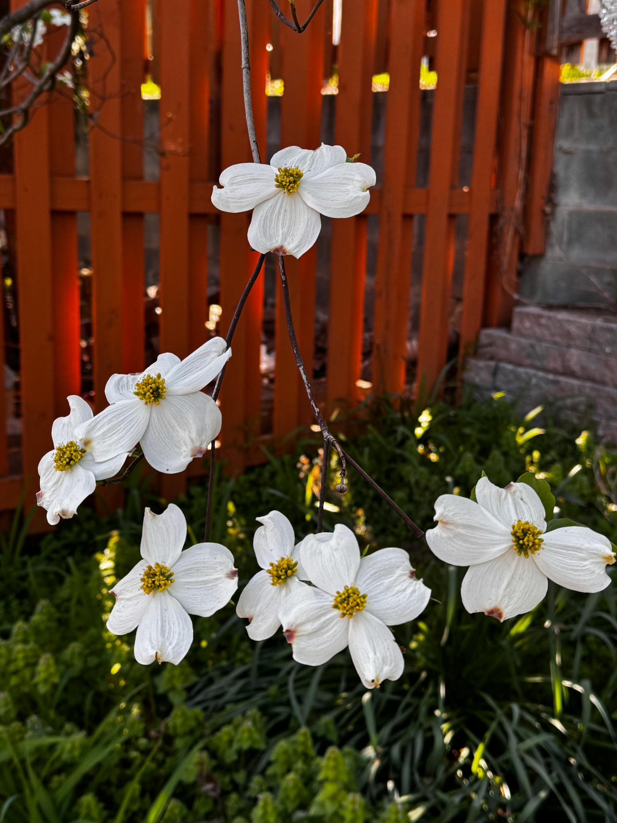 White flowering dogwood blooms